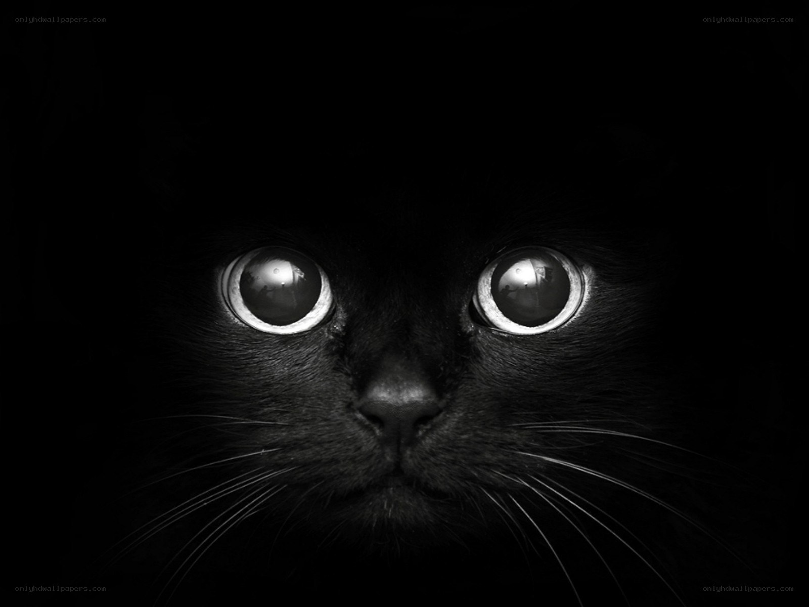 black cat with glowing eyes