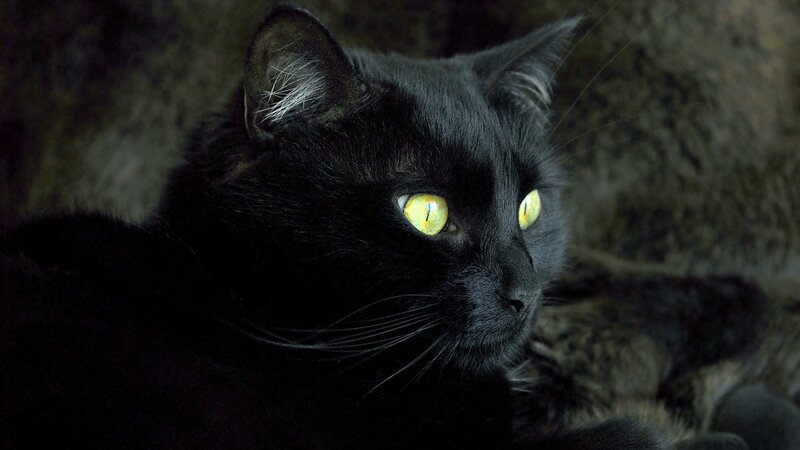 black cat with glowing eyes