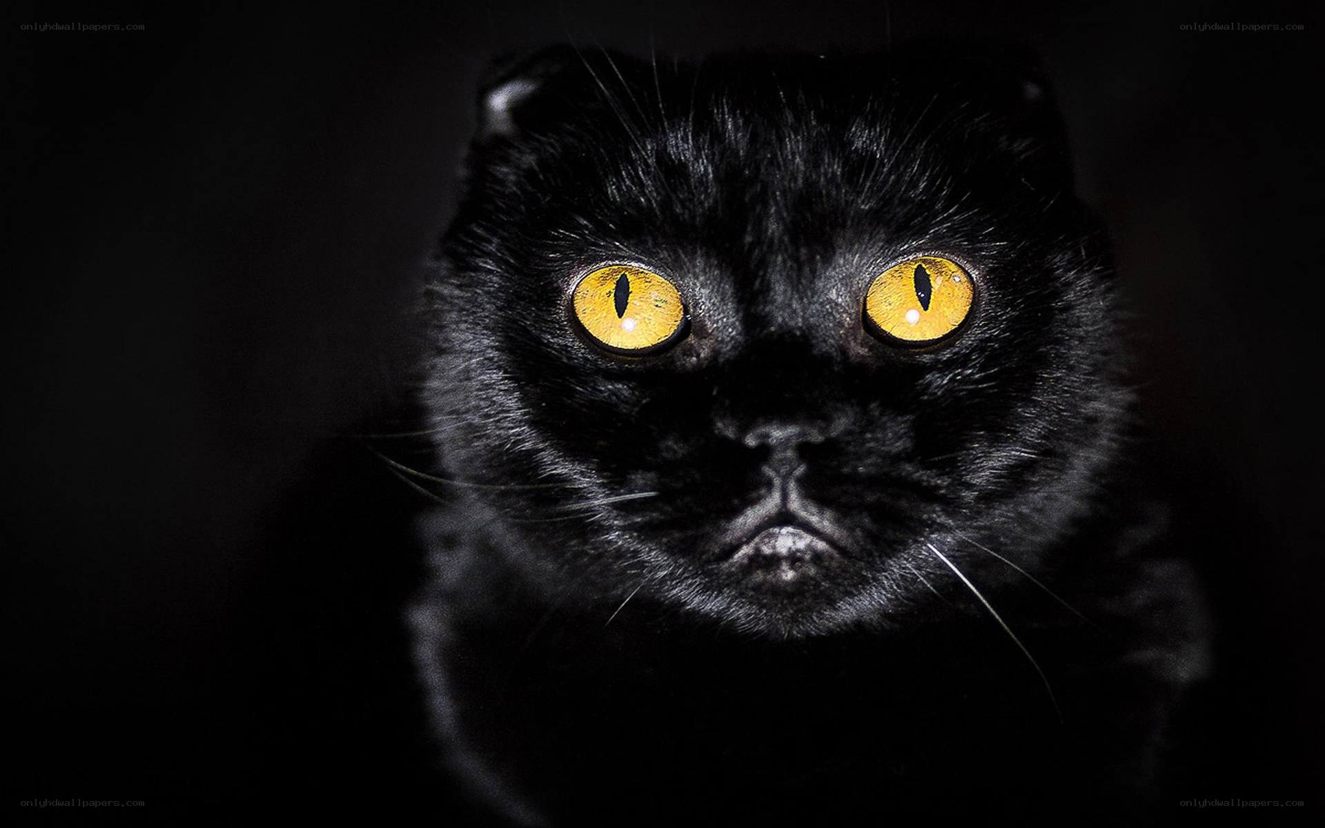 black cat with glowing eyes