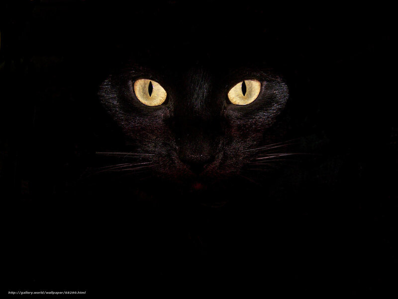 black cat with glowing eyes