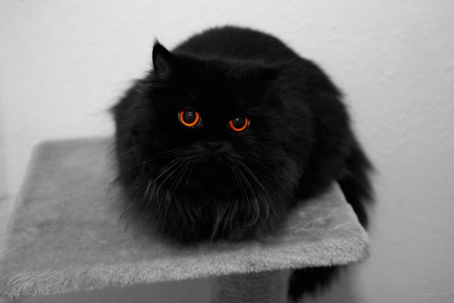 black cat with glowing eyes