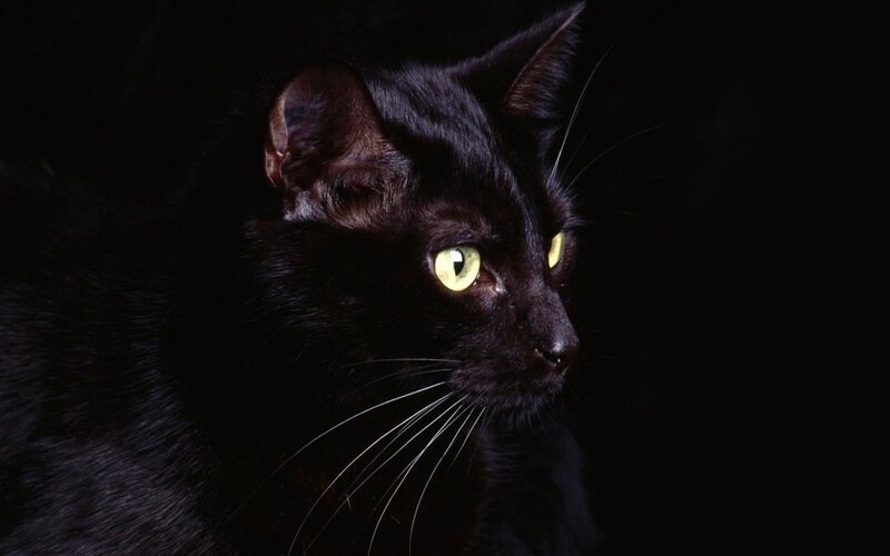 black cat with glowing eyes