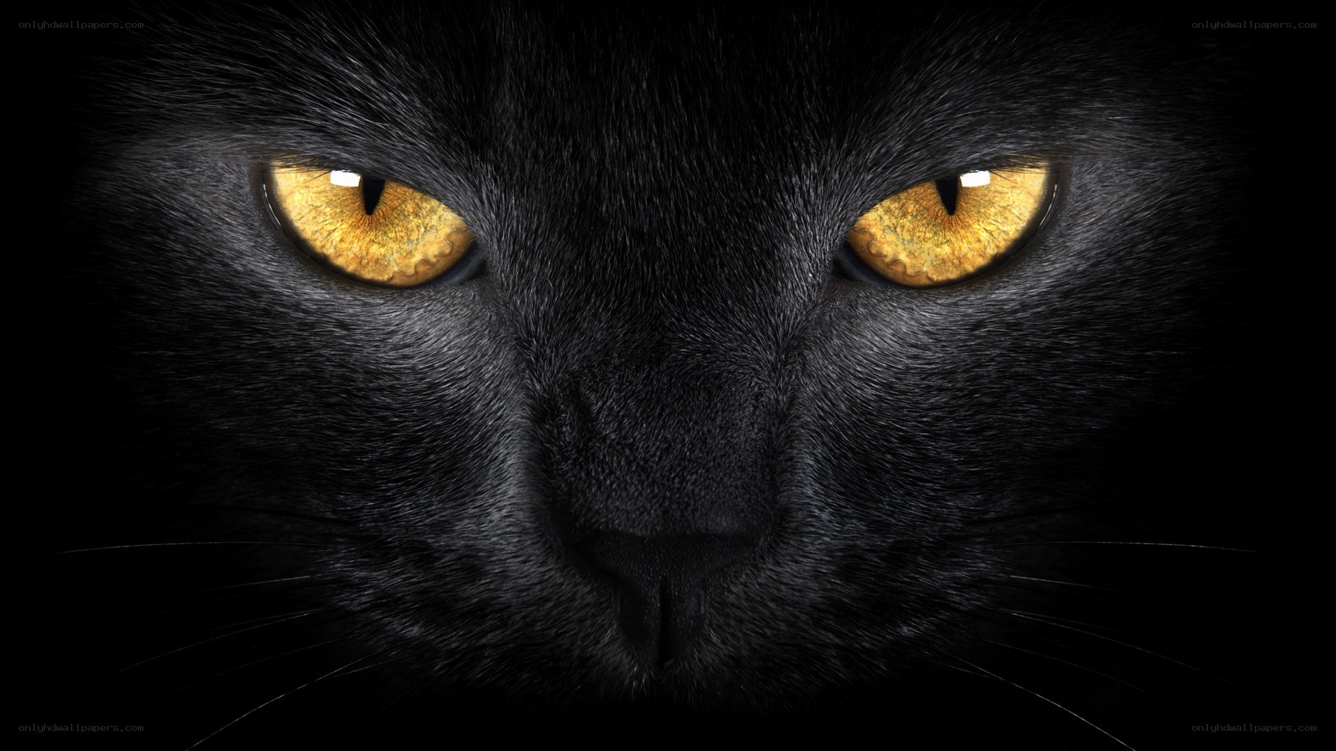 black cat with glowing eyes