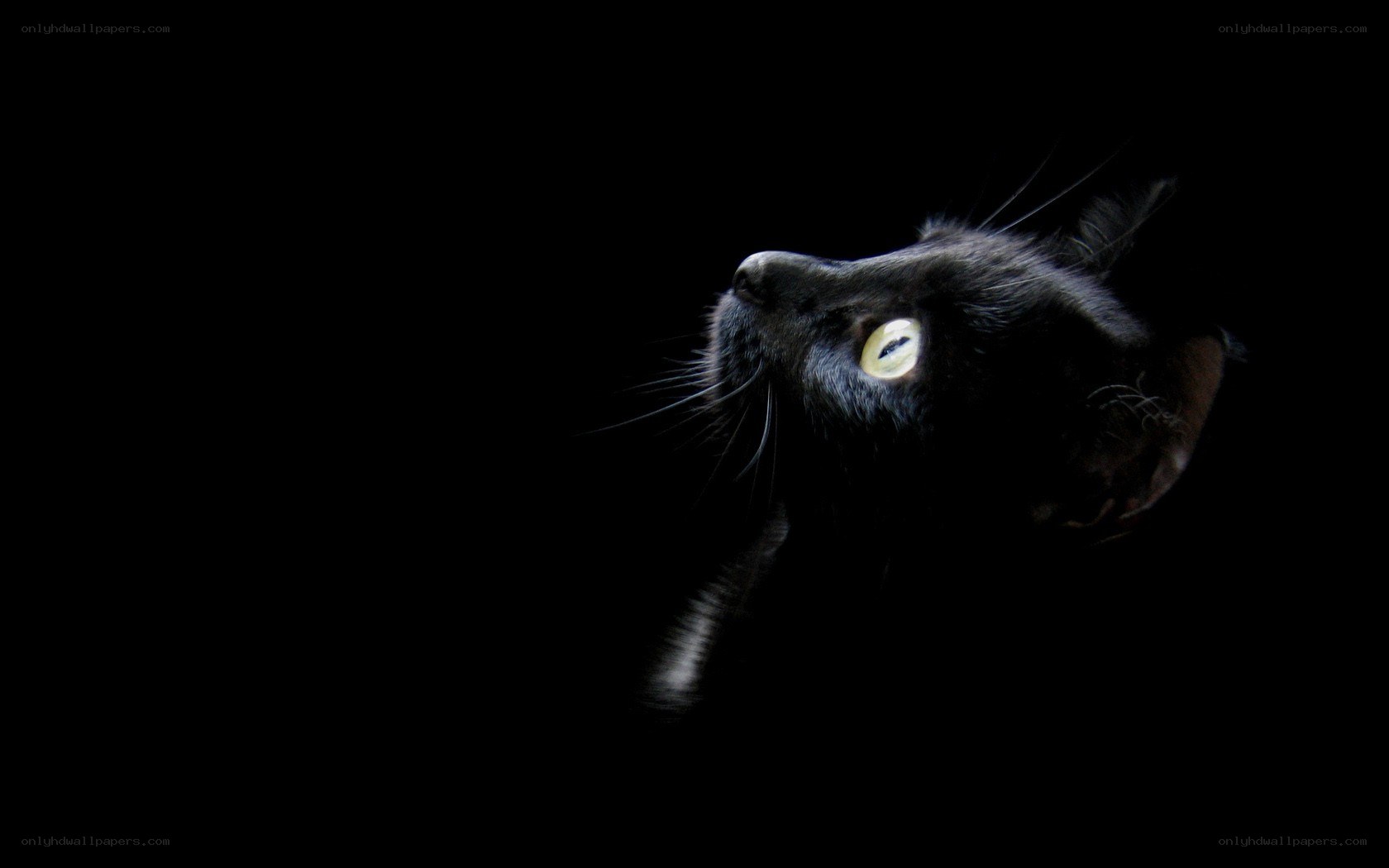 black cat with glowing eyes