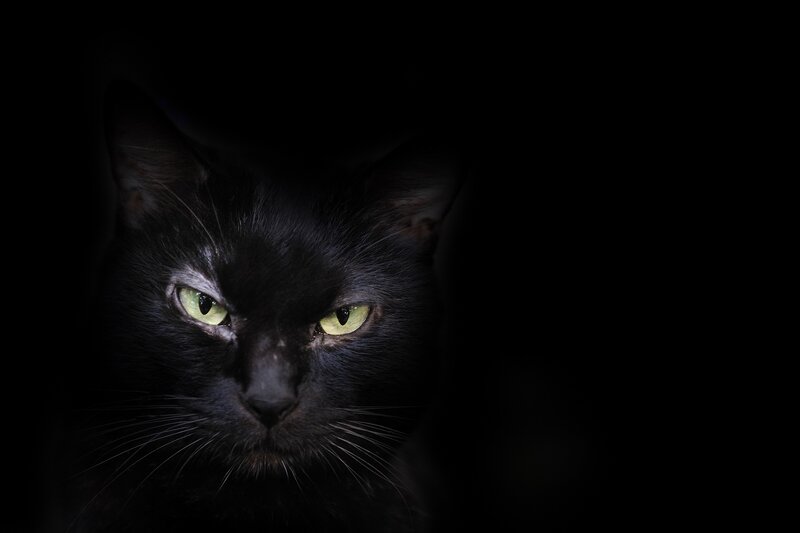 black cat with glowing eyes