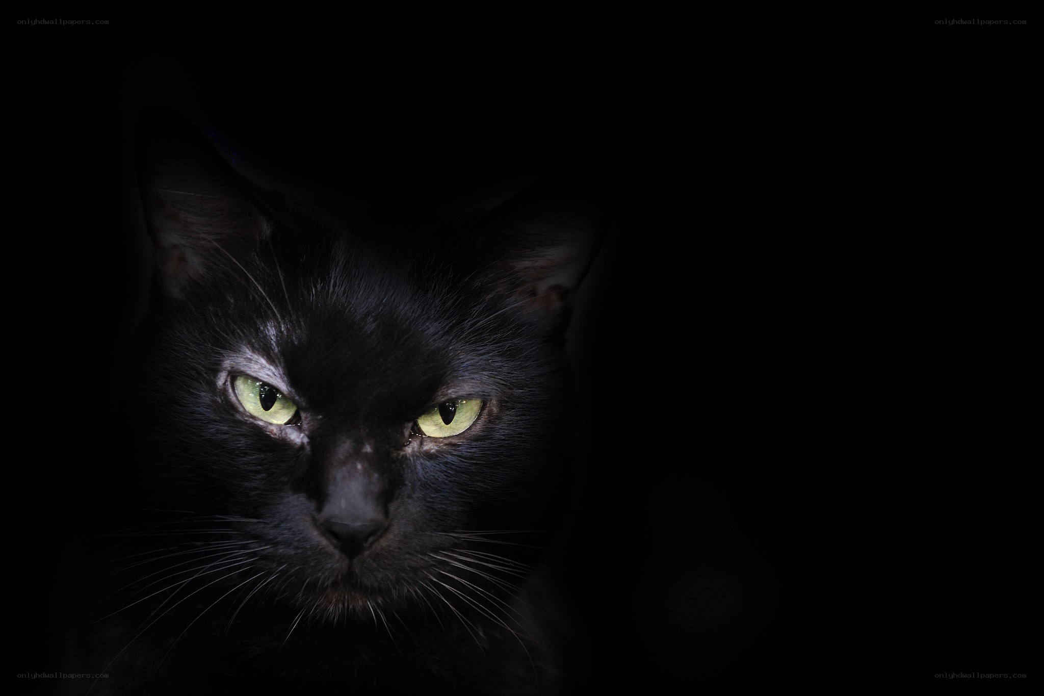 black cat with glowing eyes