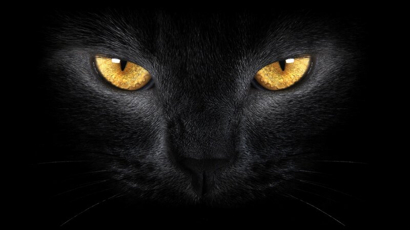 black cat with glowing eyes