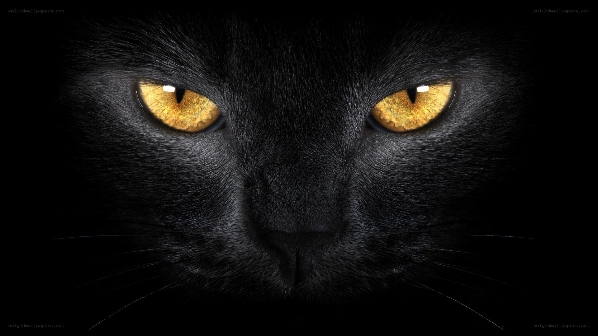 black cat with glowing eyes