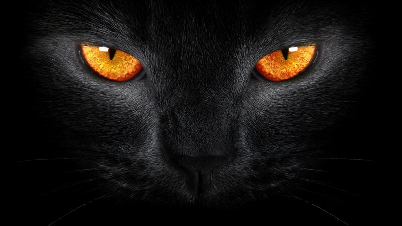 black cat with glowing eyes