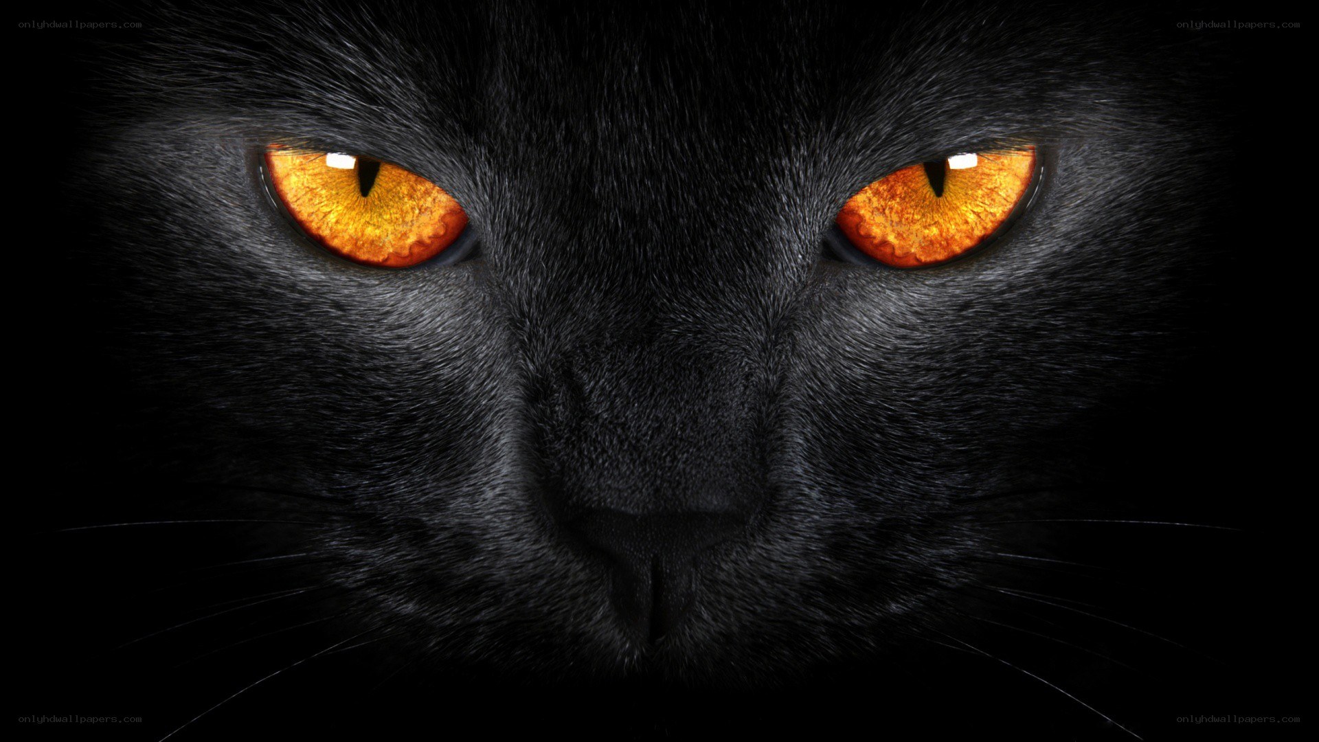 black cat with glowing eyes