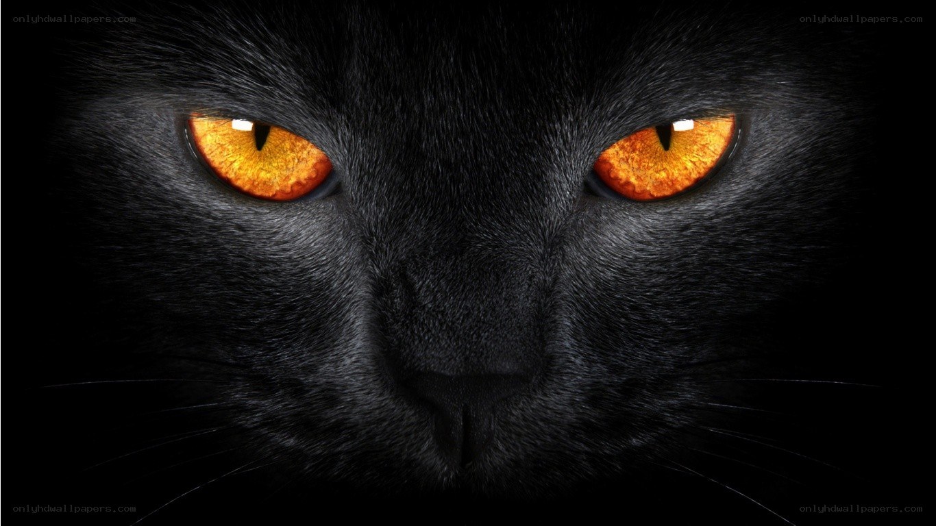 black cat with glowing eyes