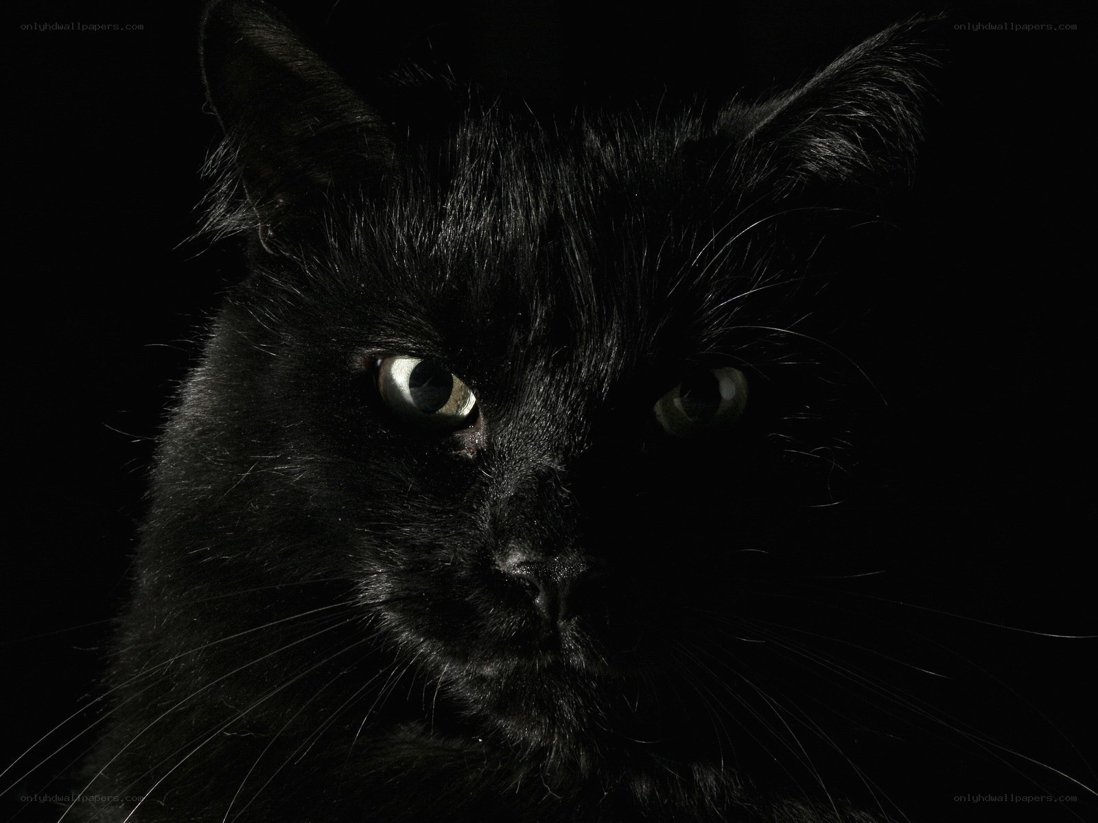 black cat with glowing eyes