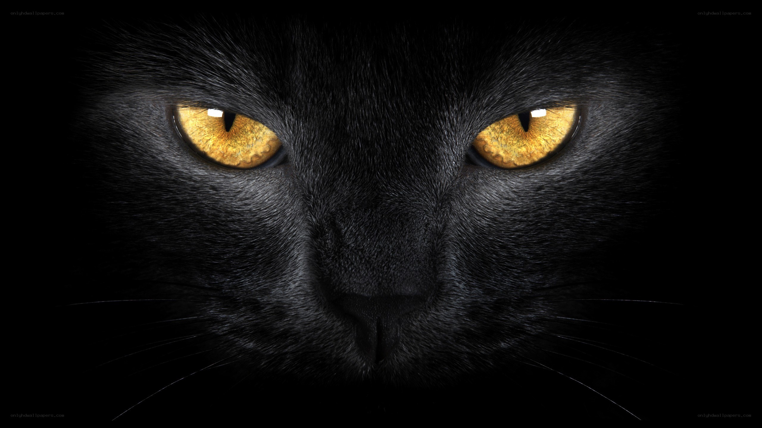 black cat with glowing eyes