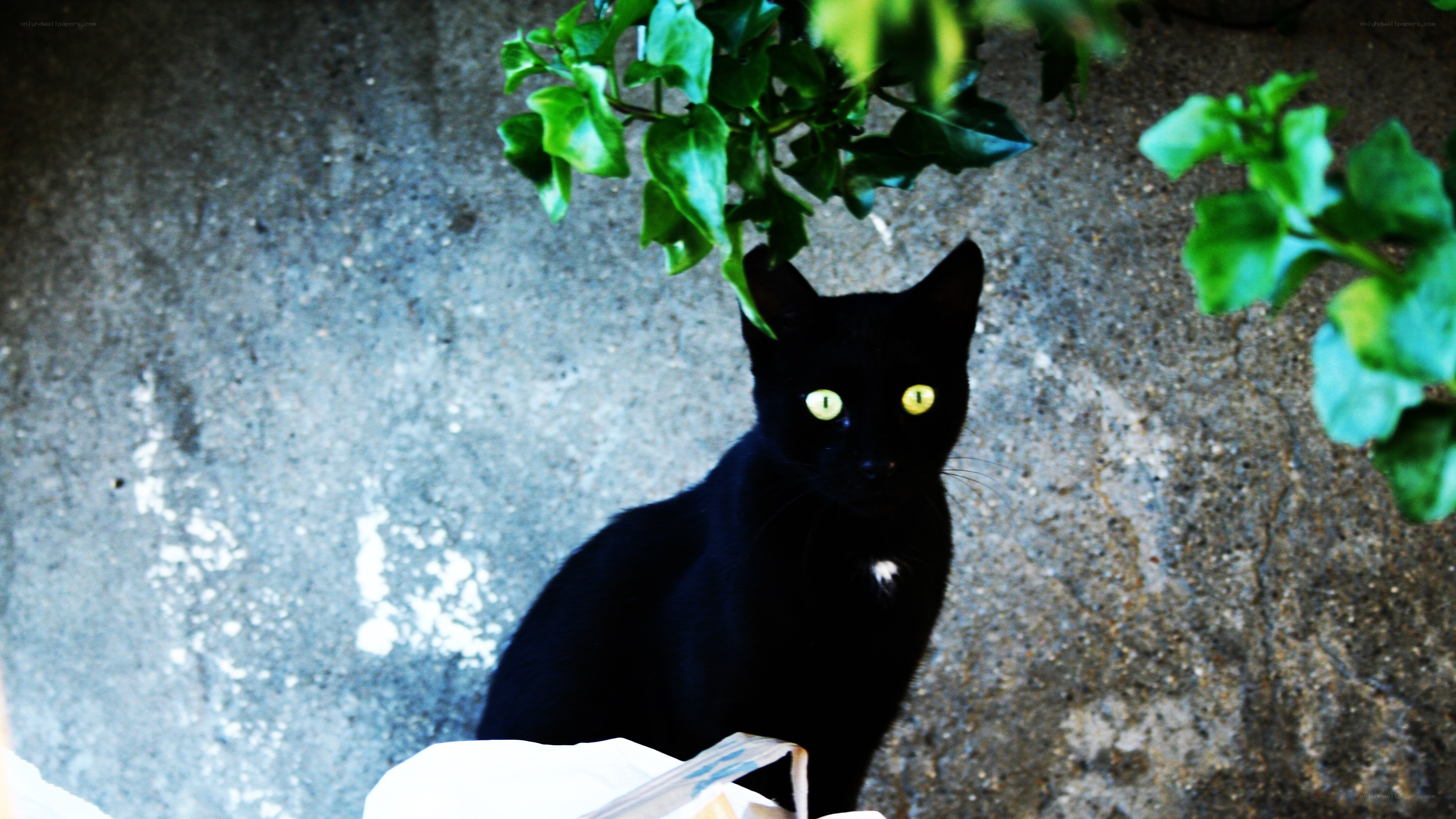 black cat with glowing eyes