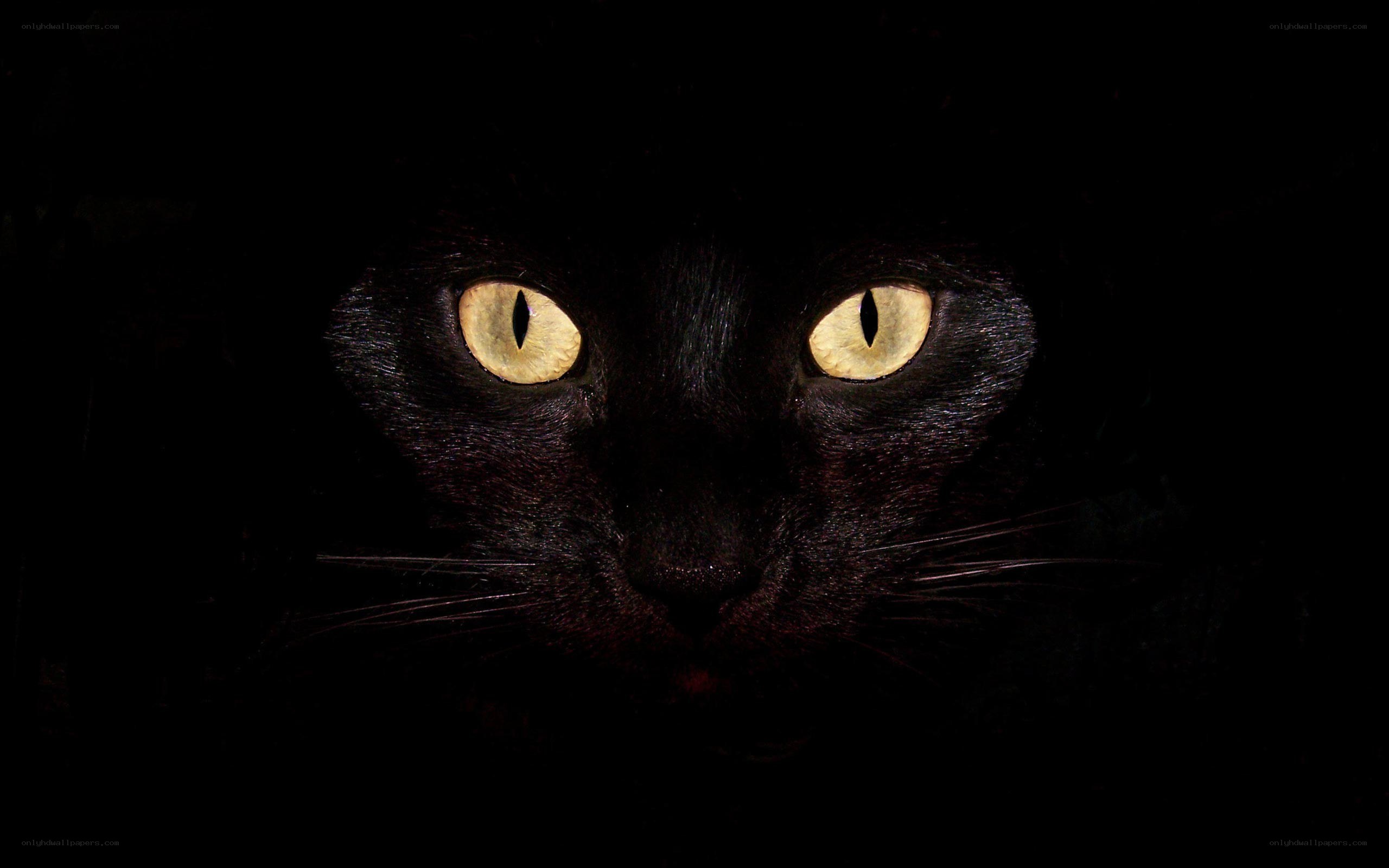 black cat with glowing eyes