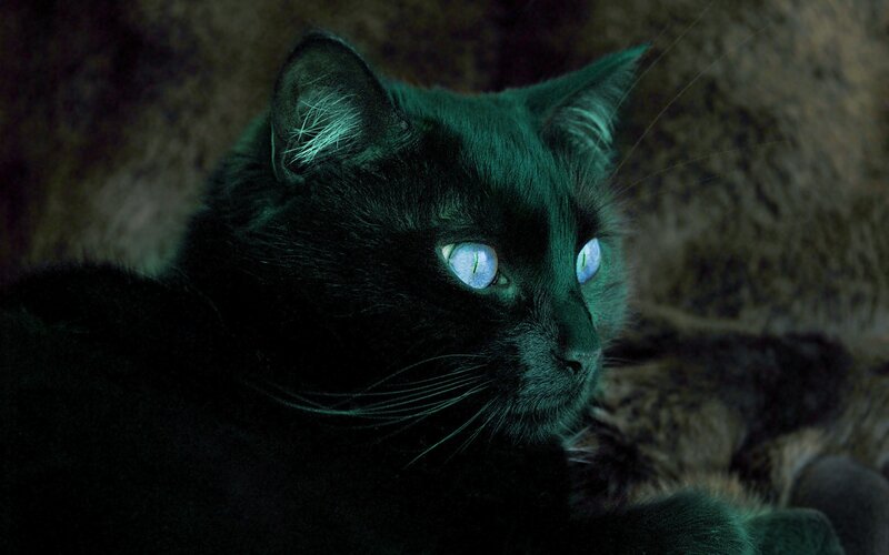black cat with glowing eyes