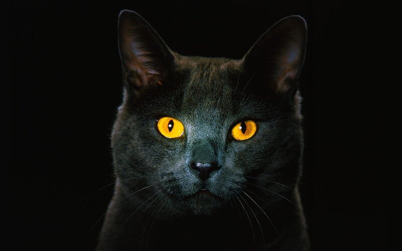 black cat with glowing eyes