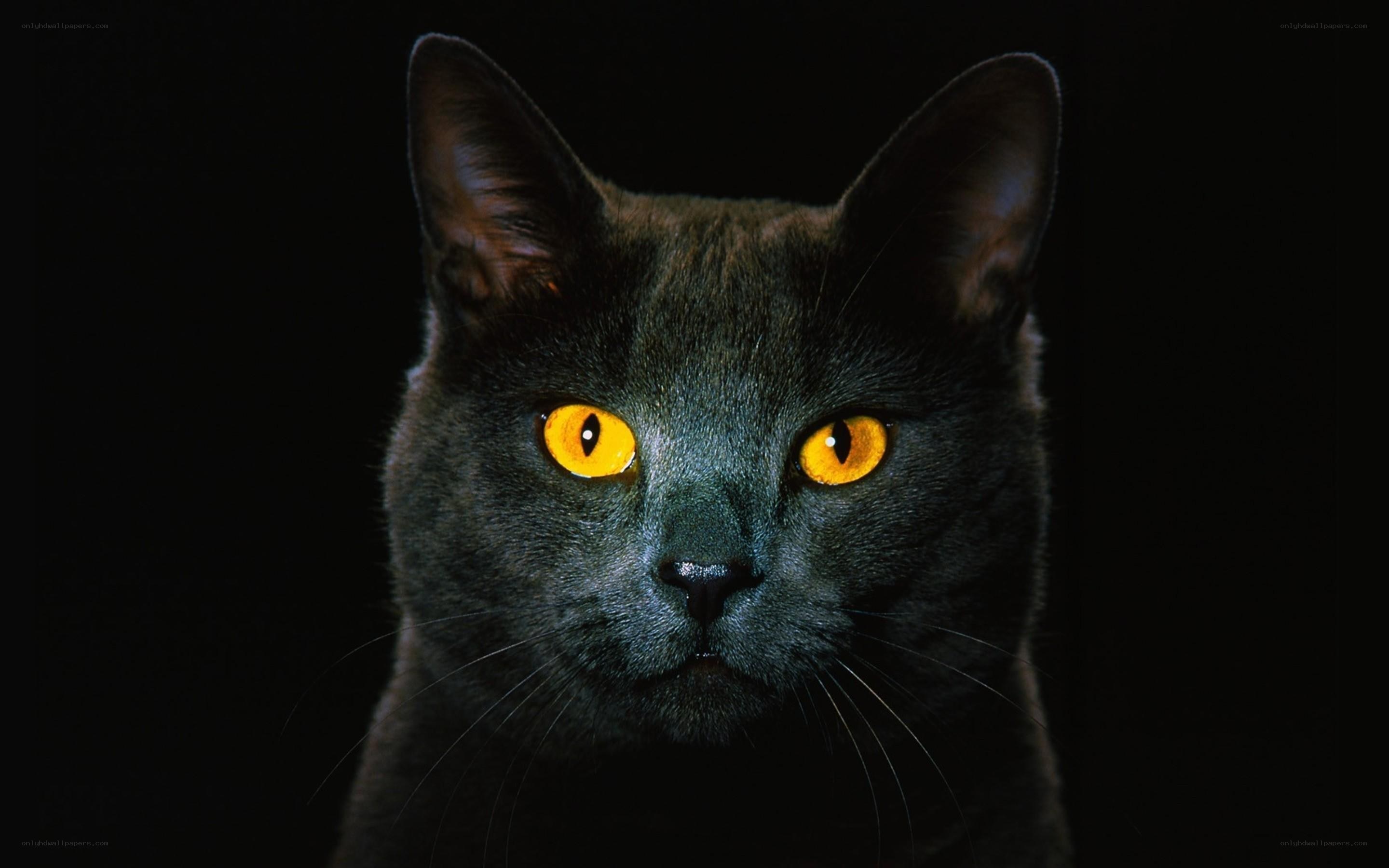 black cat with glowing eyes