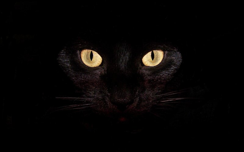 black cat with glowing eyes