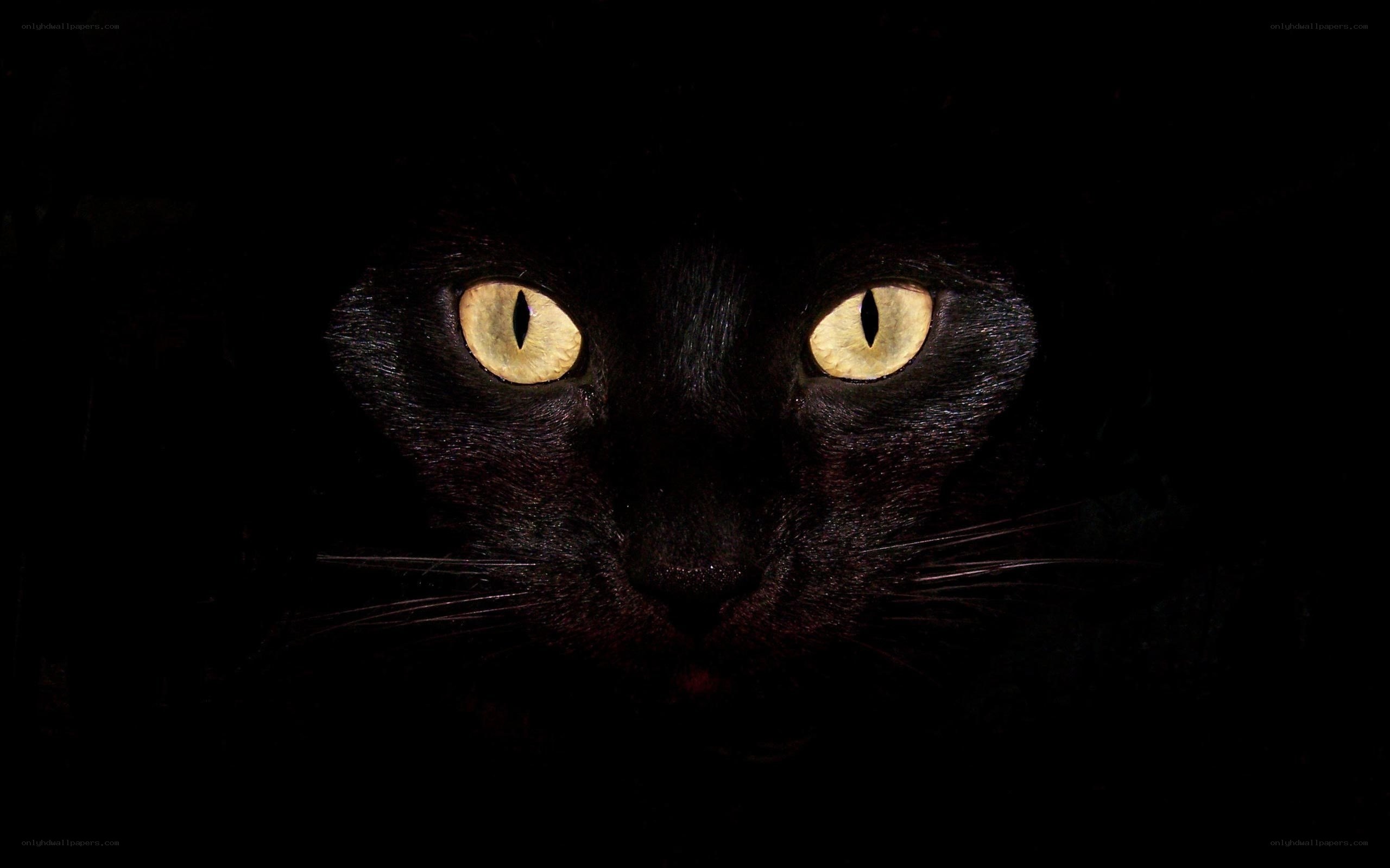 black cat with glowing eyes