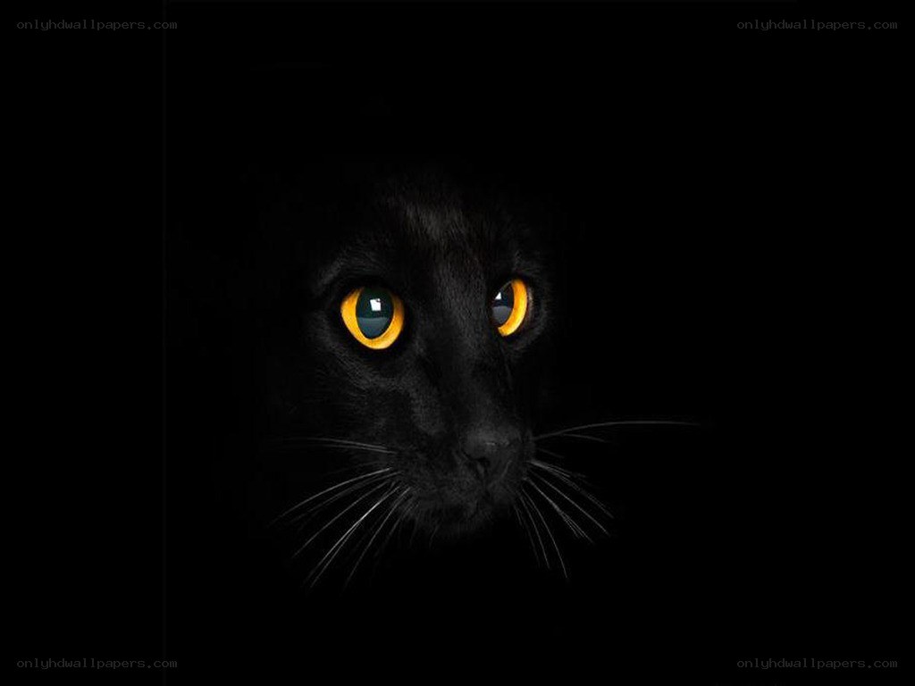 black cat with glowing eyes