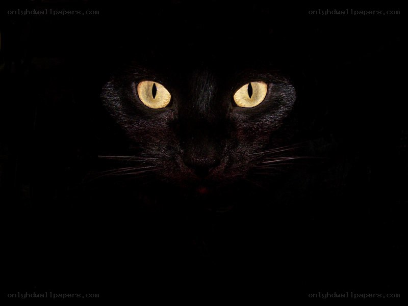 black cat with glowing eyes