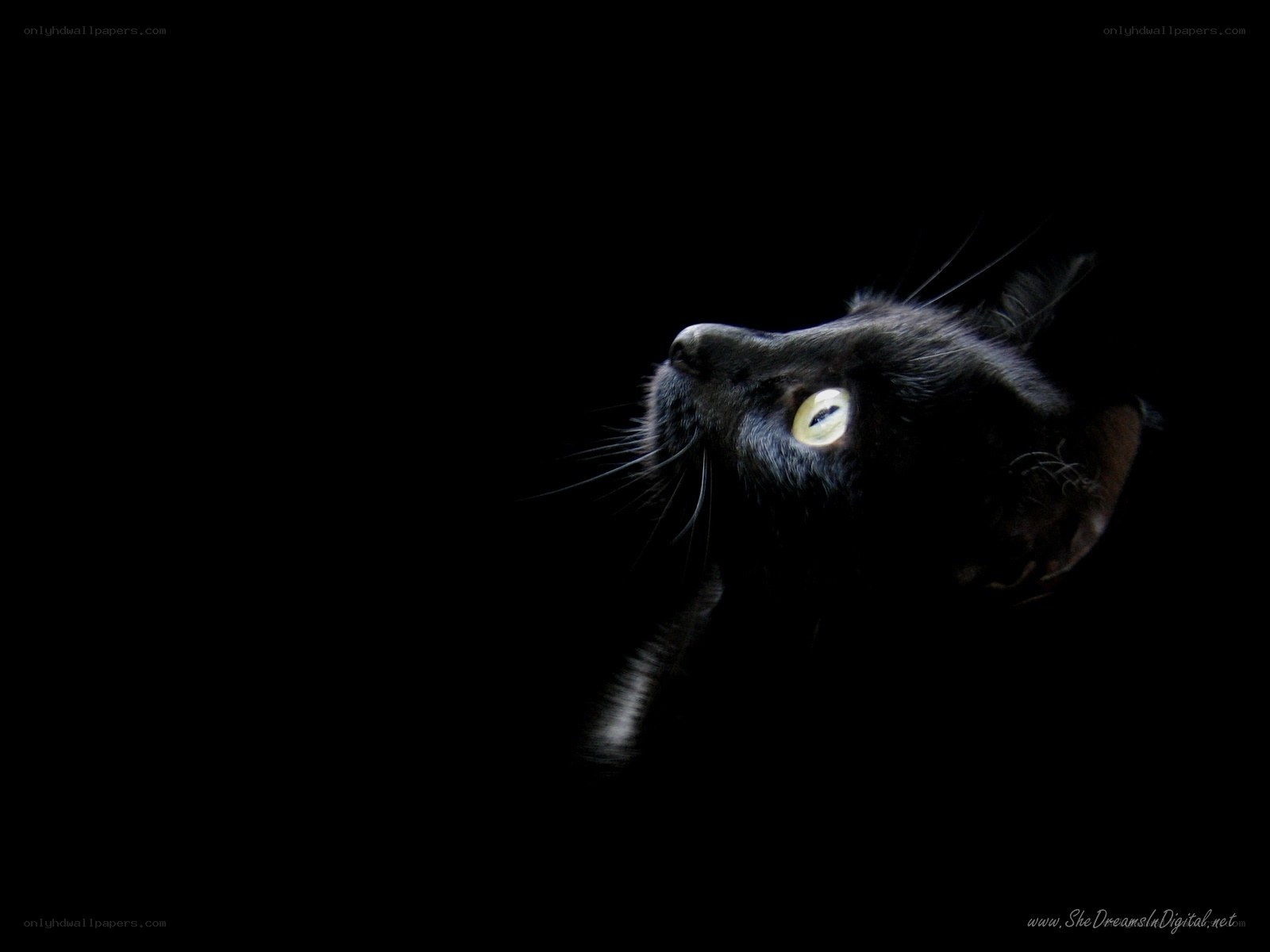 black cat with glowing eyes