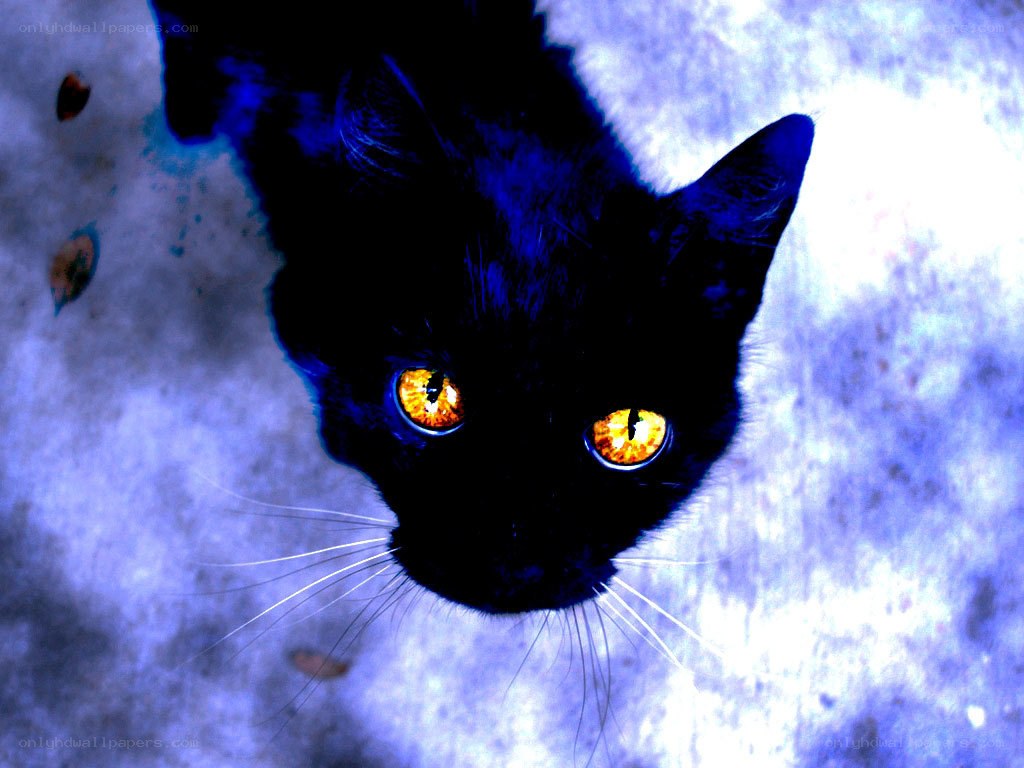 black cat with glowing eyes