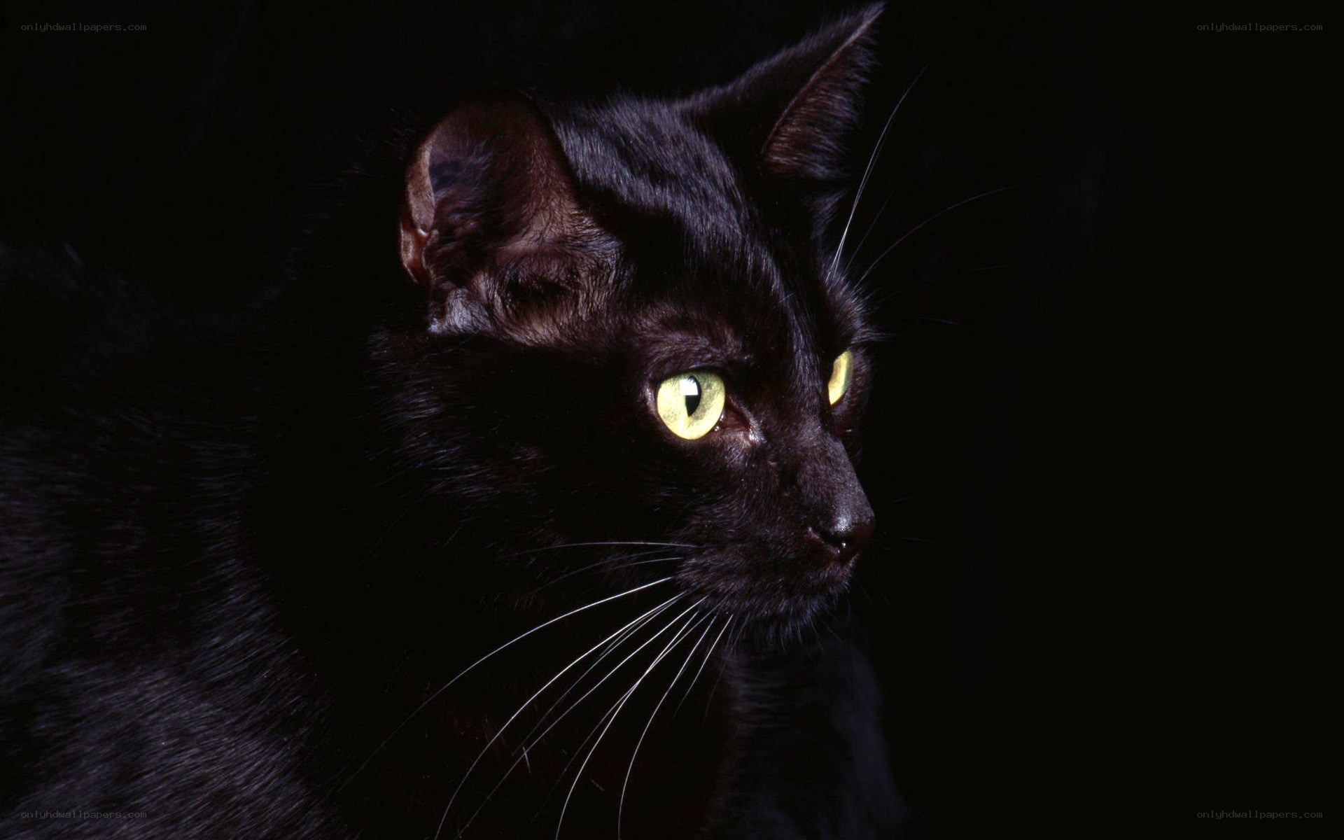 black cat with glowing eyes