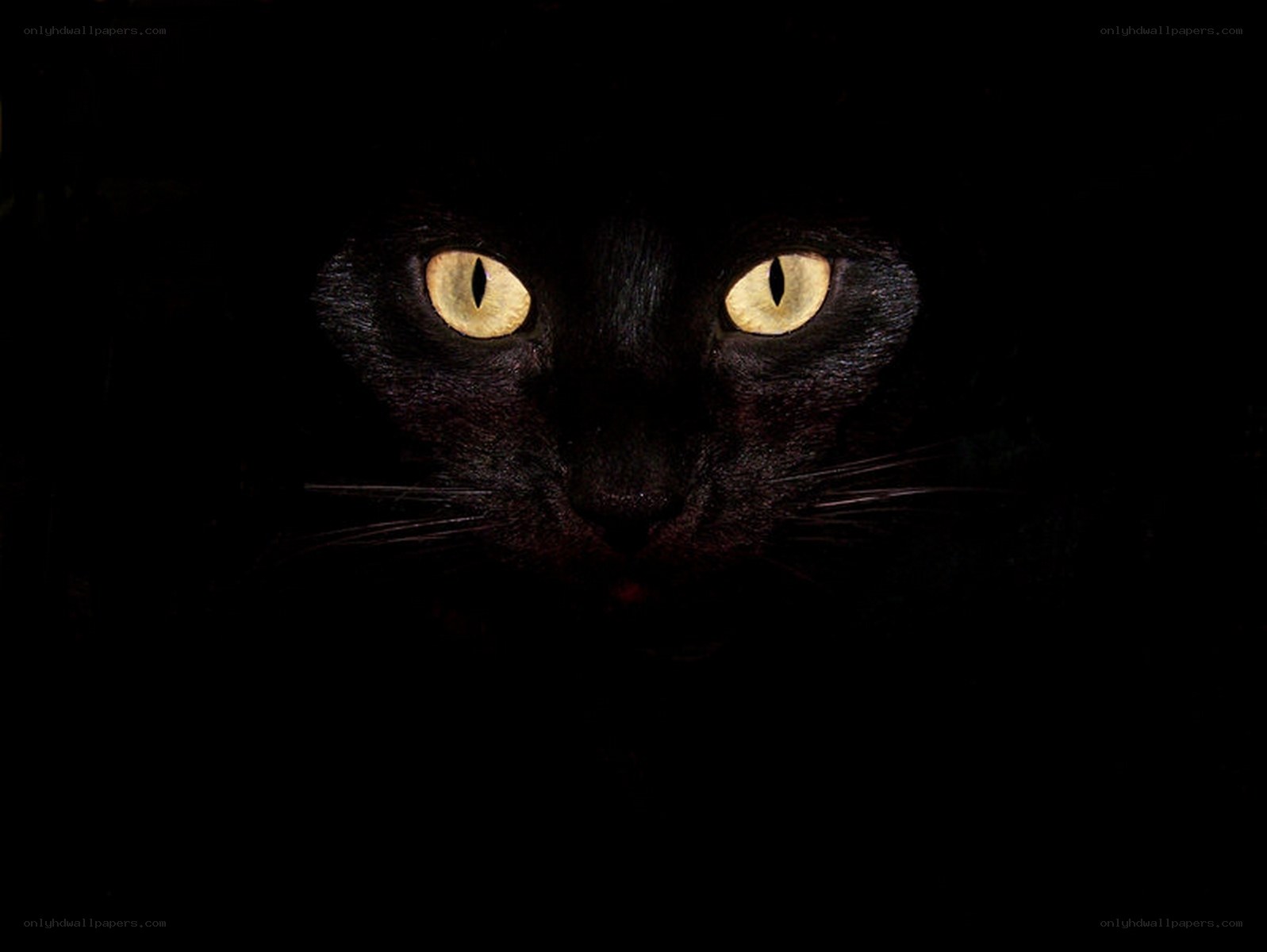 black cat with glowing eyes