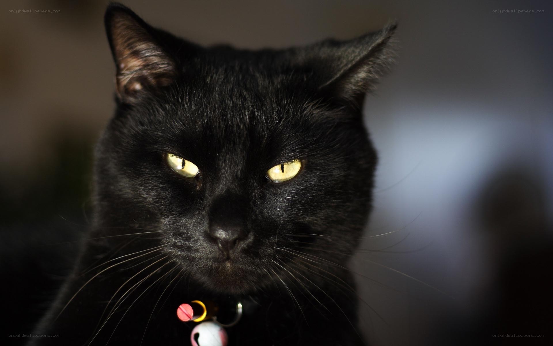 black cat with glowing eyes