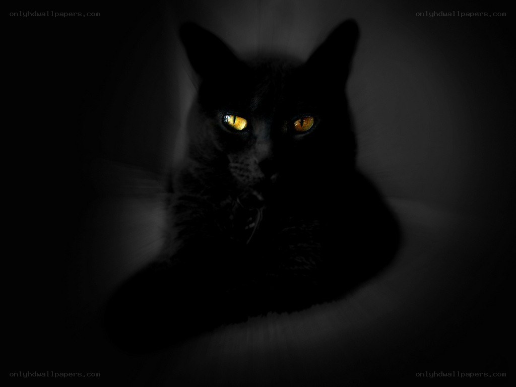 black cat with glowing eyes