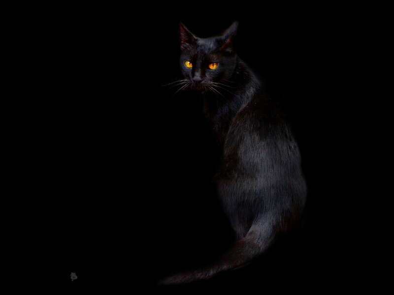 black cat with glowing eyes