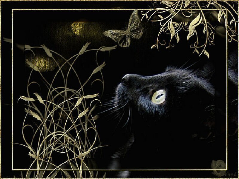 Black cat with glowing eyes