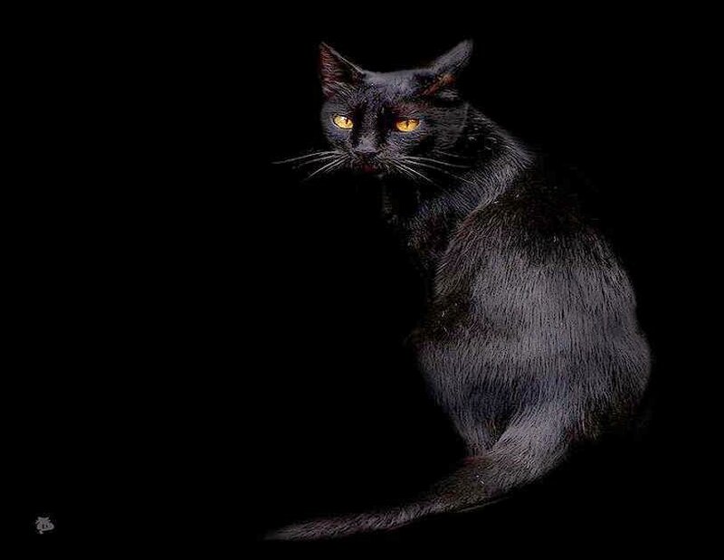 black cat with glowing eyes