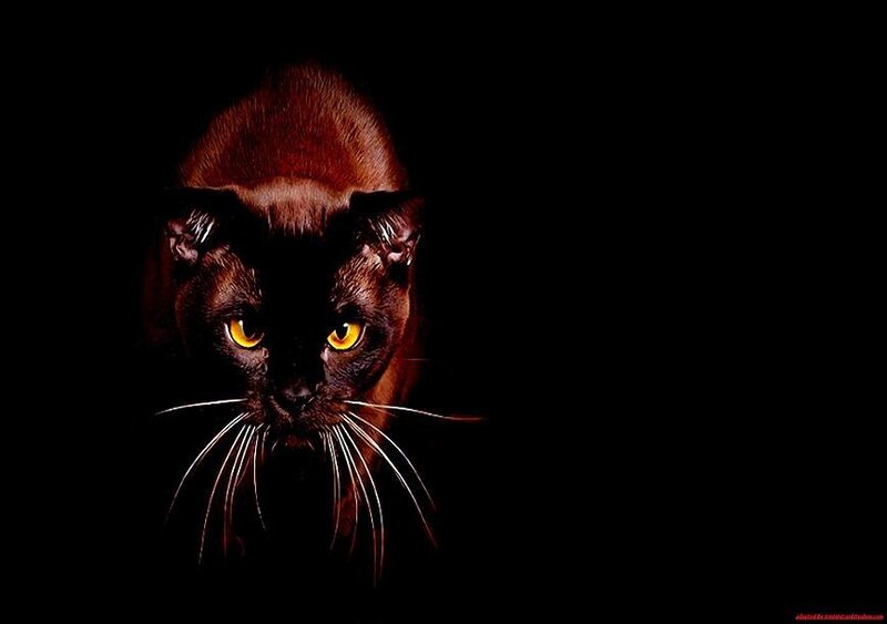 black cat with glowing eyes