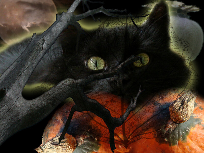 Black cat with glowing eyes