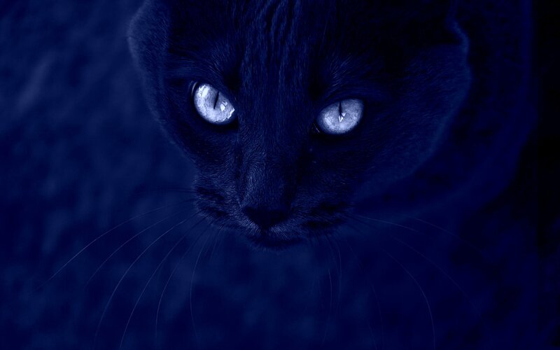 Black Cat with Glowing Eyes — Blue, Dark