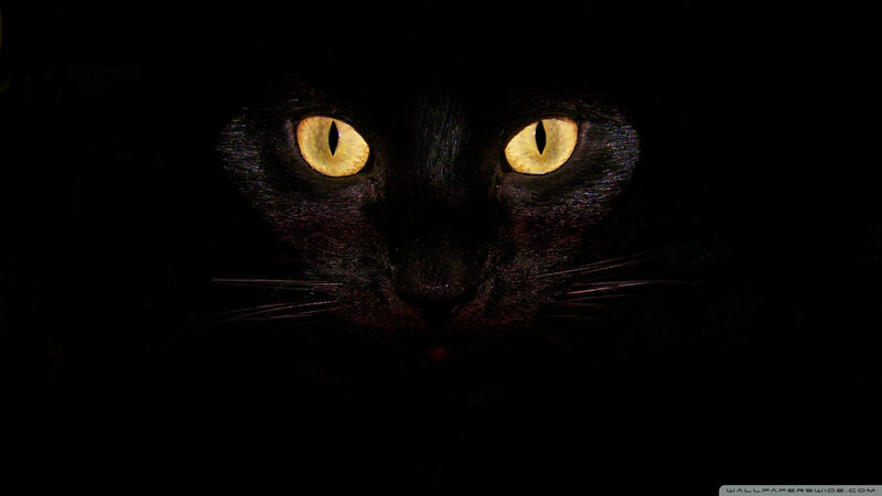 Black Cat with Glowing Eyes — Dark, Night, Photograph