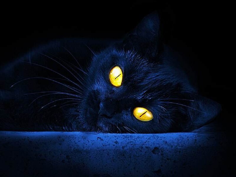 Black Cat with Glowing Eyes — Dark, Night, Photograph, Whiskers