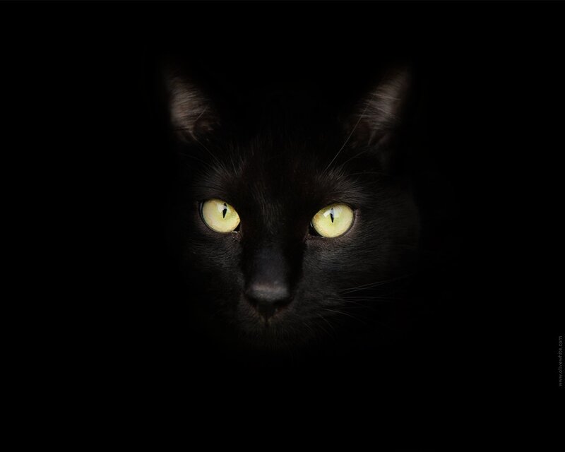 Black Cat with Glowing Eyes — Dramatic, Night, Photograph, Darkness