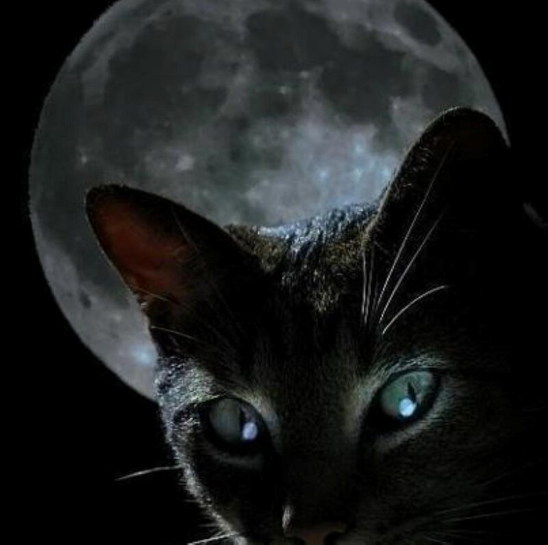 Black Cat with Glowing Eyes — Dramatic, Night, Photograph, Moon
