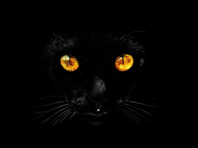 Black Cat with Glowing Eyes — Dramatic, Night, Photograph