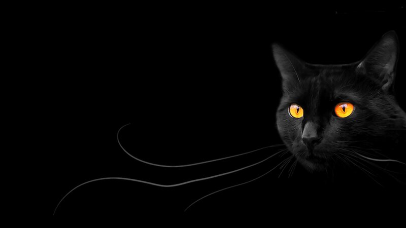 Black Cat with Glowing Eyes — Dramatic, Night, Photograph, Whiskers