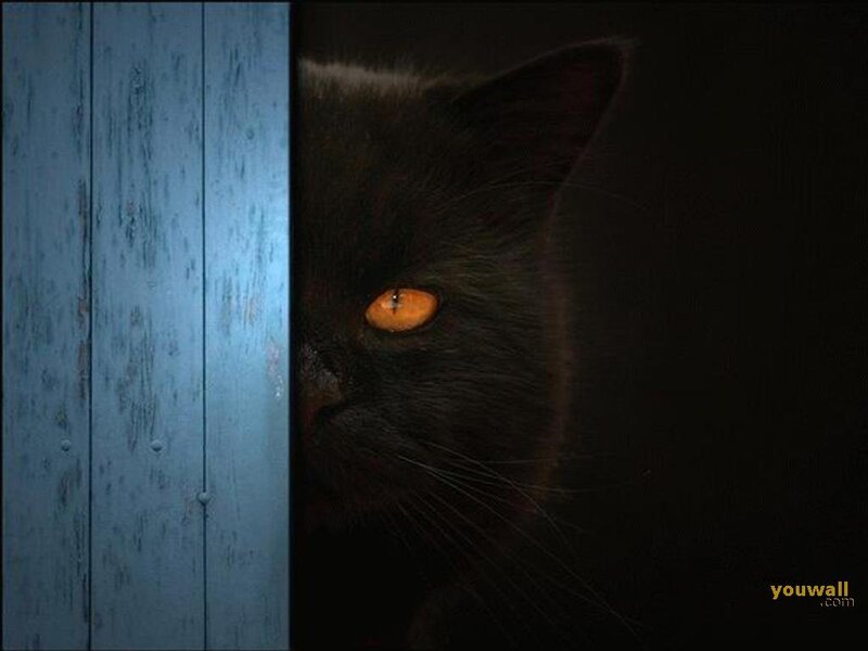 Black Cat with Glowing Eyes — Dramatic, Night