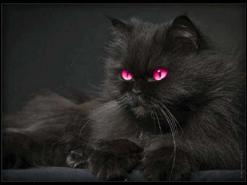 Black Cat with Glowing Eyes — Dramatic, Photograph