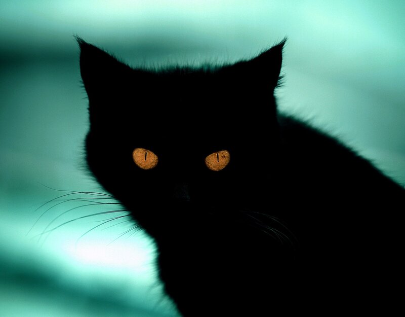 Black Cat with Glowing Eyes — Dramatic, Photograph, Whiskers