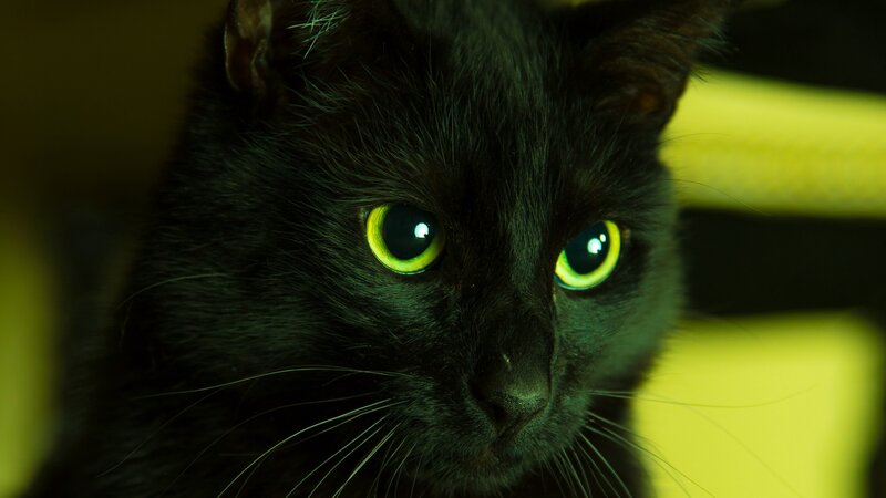 Black Cat with Glowing Eyes — Dramatic, Photograph, Whiskers, Yellow Background