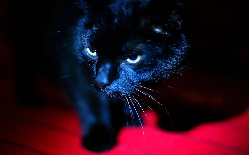 Black Cat with Glowing Eyes — Dramatic
