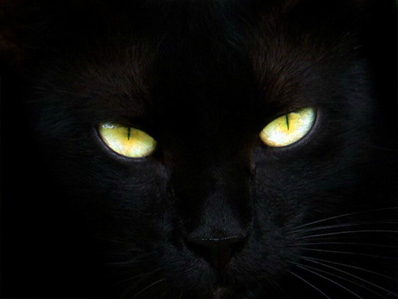 Black Cat with Glowing Eyes — Intense